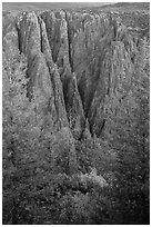 Trees and dikes across canyon. Black Canyon of the Gunnison National Park, Colorado, USA. (black and white)