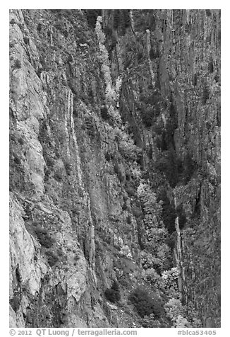 Trees in autumn color in steep gully. Black Canyon of the Gunnison National Park, Colorado, USA.