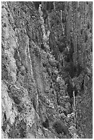 Trees in autumn color in steep gully. Black Canyon of the Gunnison National Park, Colorado, USA. (black and white)