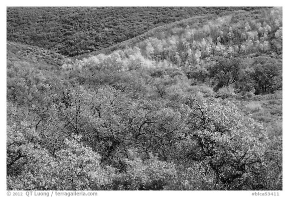 Hills with trees in autumn color. Black Canyon of the Gunnison National Park, Colorado, USA.