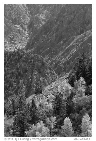 Trees in autumn foliage and canyon. Black Canyon of the Gunnison National Park (black and white)