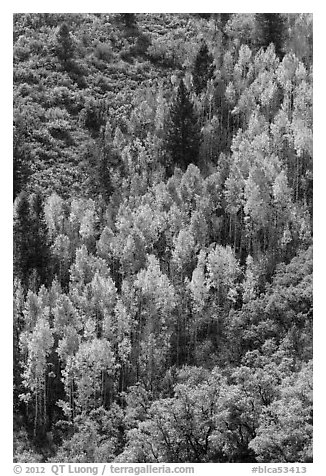 Yellow aspen on steep slope. Black Canyon of the Gunnison National Park, Colorado, USA.