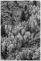 Yellow aspen on steep slope. Black Canyon of the Gunnison National Park, Colorado, USA. (black and white)