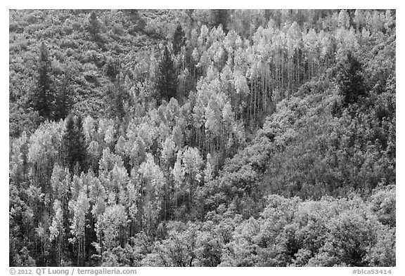 Slope with aspen in fall foliage. Black Canyon of the Gunnison National Park, Colorado, USA.