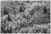 Slope with aspen in fall foliage. Black Canyon of the Gunnison National Park, Colorado, USA. (black and white)