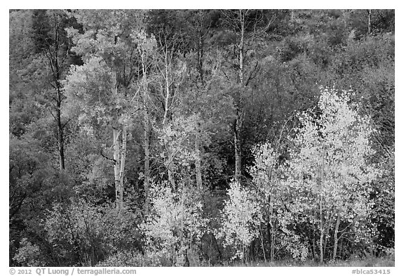 Trees in fall foliage, East Portal. Black Canyon of the Gunnison National Park, Colorado, USA.