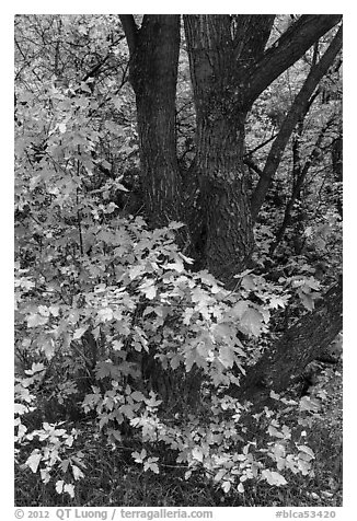 Trunk and leaves in autumn, East Portal. Black Canyon of the Gunnison National Park, Colorado, USA.