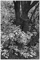 Trunk and leaves in autumn, East Portal. Black Canyon of the Gunnison National Park, Colorado, USA. (black and white)