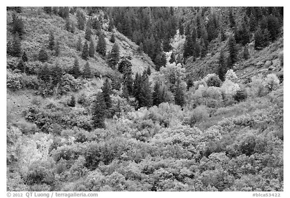 Shrubs in fall foliage and Douglas fir. Black Canyon of the Gunnison National Park (black and white)