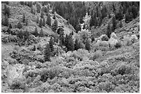 Shrubs in fall foliage and Douglas fir. Black Canyon of the Gunnison National Park, Colorado, USA. (black and white)