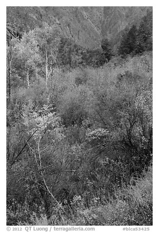 Shrubs and trees in autumn color. Black Canyon of the Gunnison National Park, Colorado, USA.