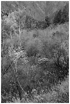 Shrubs and trees in autumn color. Black Canyon of the Gunnison National Park, Colorado, USA. (black and white)