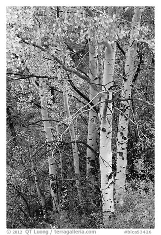 Aspen in fall. Black Canyon of the Gunnison National Park (black and white)