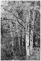 Aspen in fall. Black Canyon of the Gunnison National Park, Colorado, USA. (black and white)