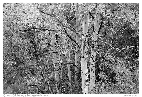 Aspen in autumn. Black Canyon of the Gunnison National Park (black and white)
