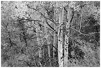 Aspen in autumn. Black Canyon of the Gunnison National Park, Colorado, USA. (black and white)