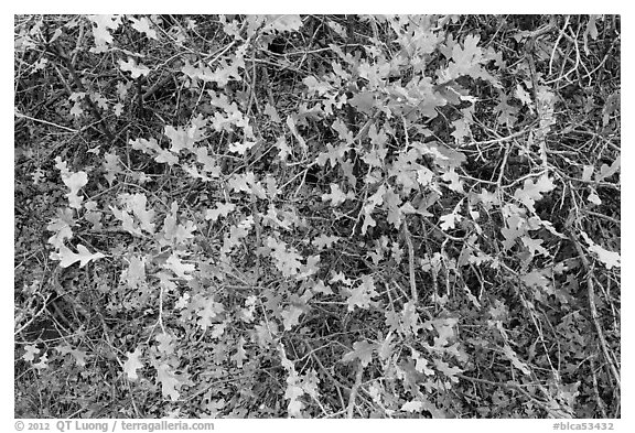 Gambel Oak and leaves. Black Canyon of the Gunnison National Park (black and white)