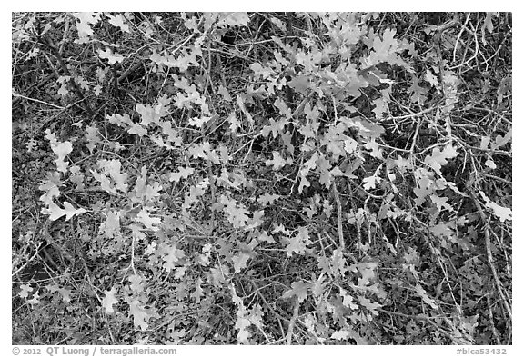 Gambel Oak and leaves. Black Canyon of the Gunnison National Park, Colorado, USA.