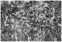 Gambel Oak and leaves. Black Canyon of the Gunnison National Park ( black and white)