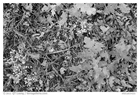Close-up of Oak leaves in autumn. Black Canyon of the Gunnison National Park (black and white)