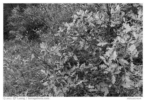 Gambel Oak thicket in the fall. Black Canyon of the Gunnison National Park, Colorado, USA.