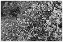 Gambel Oak thicket in the fall. Black Canyon of the Gunnison National Park ( black and white)