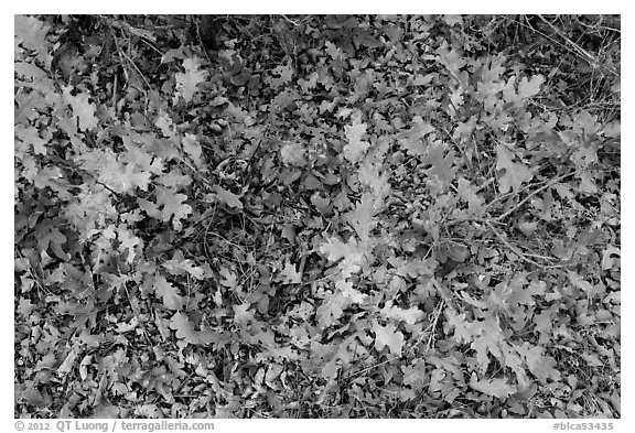 Gambel Oak and ground covered with fallen leaves. Black Canyon of the Gunnison National Park (black and white)