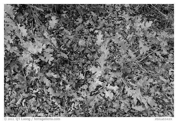 Gambel Oak and ground covered with fallen leaves. Black Canyon of the Gunnison National Park, Colorado, USA.