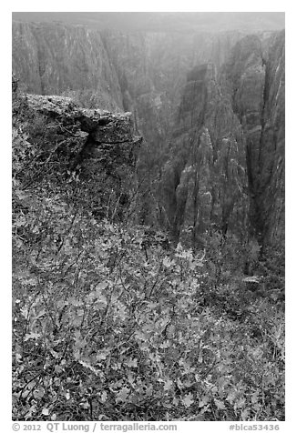 Scrub Oak on south rim in rain. Black Canyon of the Gunnison National Park, Colorado, USA.