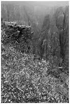 Scrub Oak on south rim in rain. Black Canyon of the Gunnison National Park, Colorado, USA. (black and white)