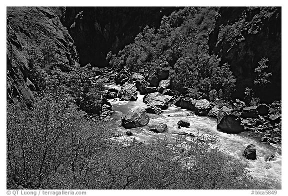 Spring vegetation along  Gunisson river near  Narrows. Black Canyon of the Gunnison National Park, Colorado, USA.