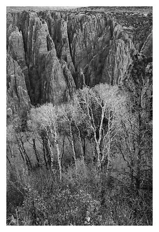 Gambel Oak and aspen trees in autum with canyon walls. Black Canyon of the Gunnison National Park (black and white)