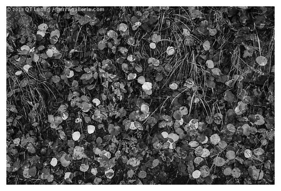 Close up of fallen aspen leaves. Black Canyon of the Gunnison National Park (black and white)