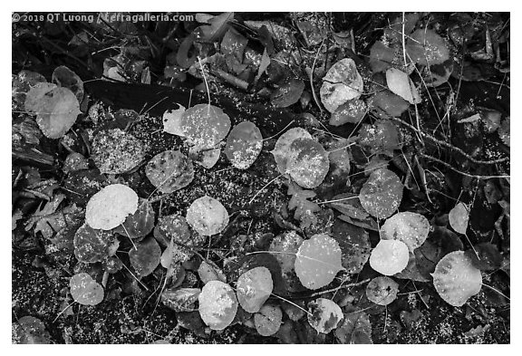 Close up of fallen aspen leaves with snow. Black Canyon of the Gunnison National Park (black and white)