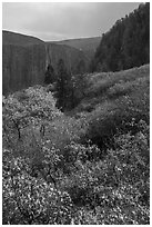 Snowfall and gambel oak in autumn. Black Canyon of the Gunnison National Park ( black and white)