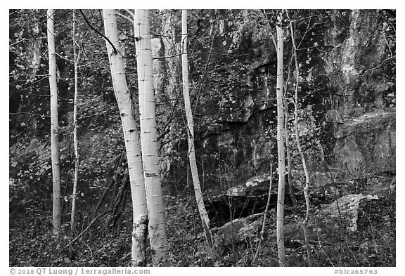 Cliff and aspen in autumn. Black Canyon of the Gunnison National Park (black and white)