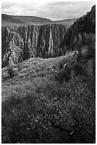 Gambel Oak and serviceberries color slopes above the canyon. Black Canyon of the Gunnison National Park ( black and white)