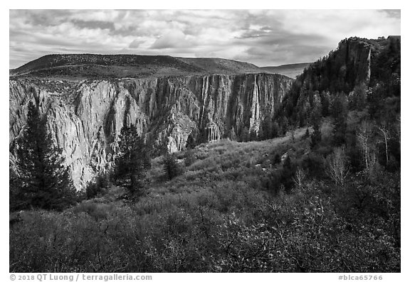 Fall foliage along Oak Flat Trail. Black Canyon of the Gunnison National Park (black and white)