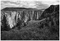 Fall foliage along Oak Flat Trail. Black Canyon of the Gunnison National Park ( black and white)