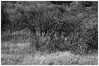 Deer and Gambel Oak trees in autumn. Black Canyon of the Gunnison National Park ( black and white)
