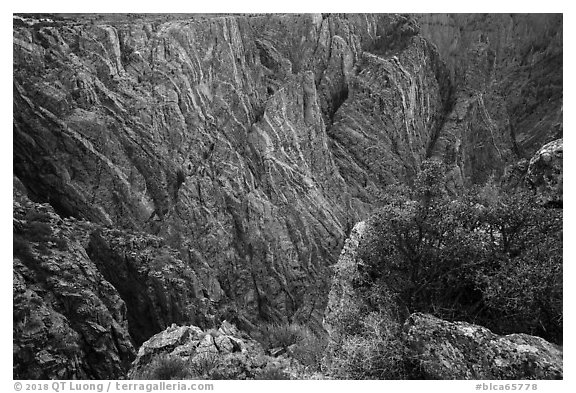 Serviceberries in fall foliage on the edge of canyon, Cross Fissures. Black Canyon of the Gunnison National Park (black and white)