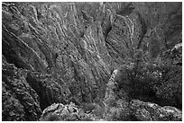 Serviceberries in fall foliage on the edge of canyon, Cross Fissures. Black Canyon of the Gunnison National Park ( black and white)