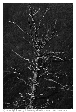 Last sunrays on dead juniper. Black Canyon of the Gunnison National Park (black and white)