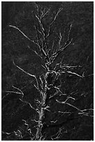 Last sunrays on dead juniper. Black Canyon of the Gunnison National Park ( black and white)