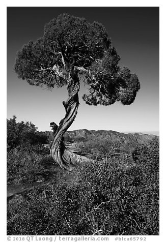 Juniper, Dragon Point. Black Canyon of the Gunnison National Park (black and white)