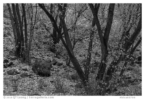 Cottonwoods and slopes covered with fallen leaves, East Portal. Black Canyon of the Gunnison National Park (black and white)