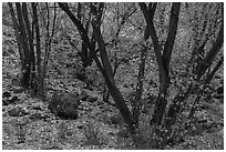 Cottonwoods and slopes covered with fallen leaves, East Portal. Black Canyon of the Gunnison National Park ( black and white)