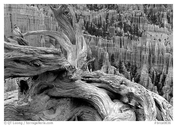 Twisted juniper near Inspiration point. Bryce Canyon National Park, Utah, USA.