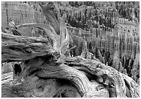 Twisted juniper near Inspiration point. Bryce Canyon National Park, Utah, USA. (black and white)