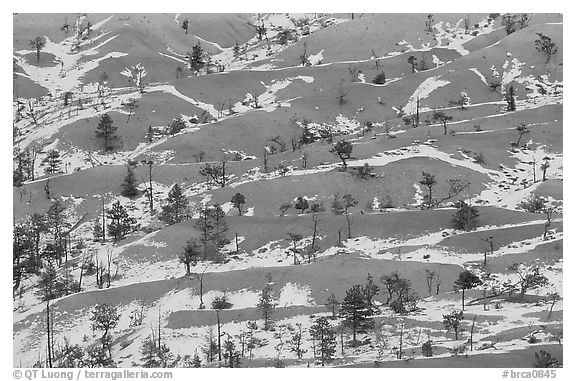 Ridges, snow, and trees. Bryce Canyon National Park, Utah, USA.